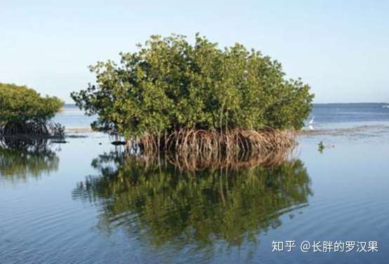 十七 海洋地质 海岸 4 海岸变化 知乎