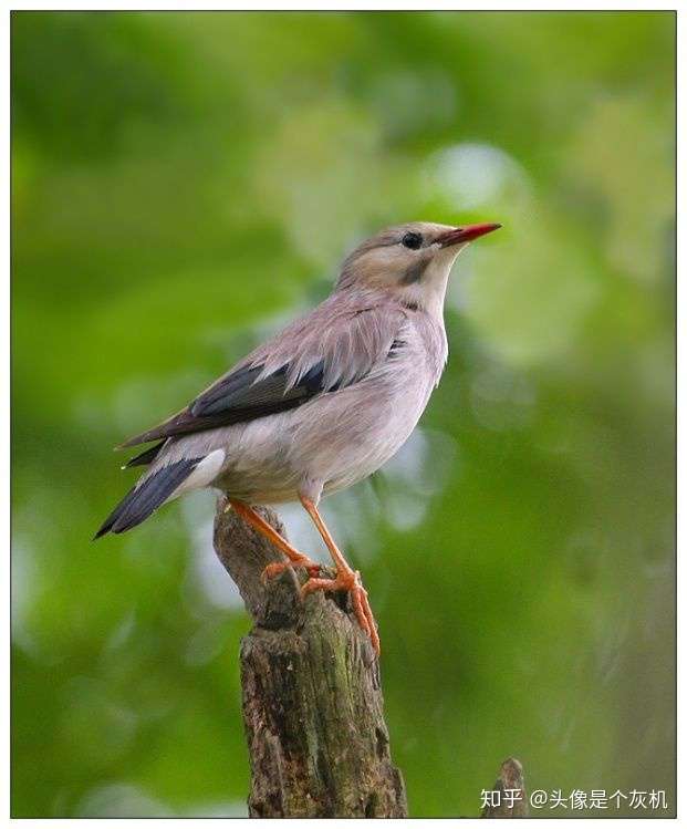 请问有谁知道这是什么鸟?椋鸟?