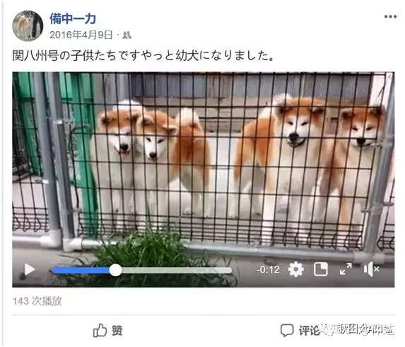 购买秋田犬需要注意的问题 知乎