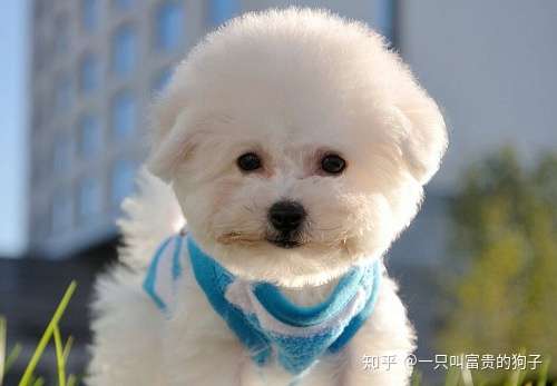 小比熊皮肤病真菌感染怎么办 知乎