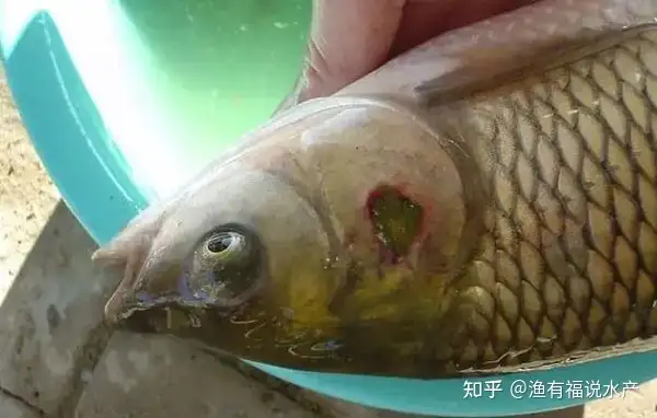 为什么恩诺沙星治疗烂鳃病效果越来越不明显 看完你就明白了 知乎