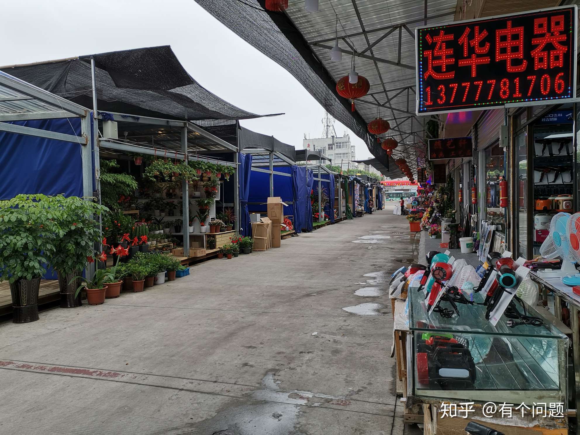 有個問題 的想法: 溫州花鳥市場搬到麗岙很不方便吧!彆著急… - 知乎