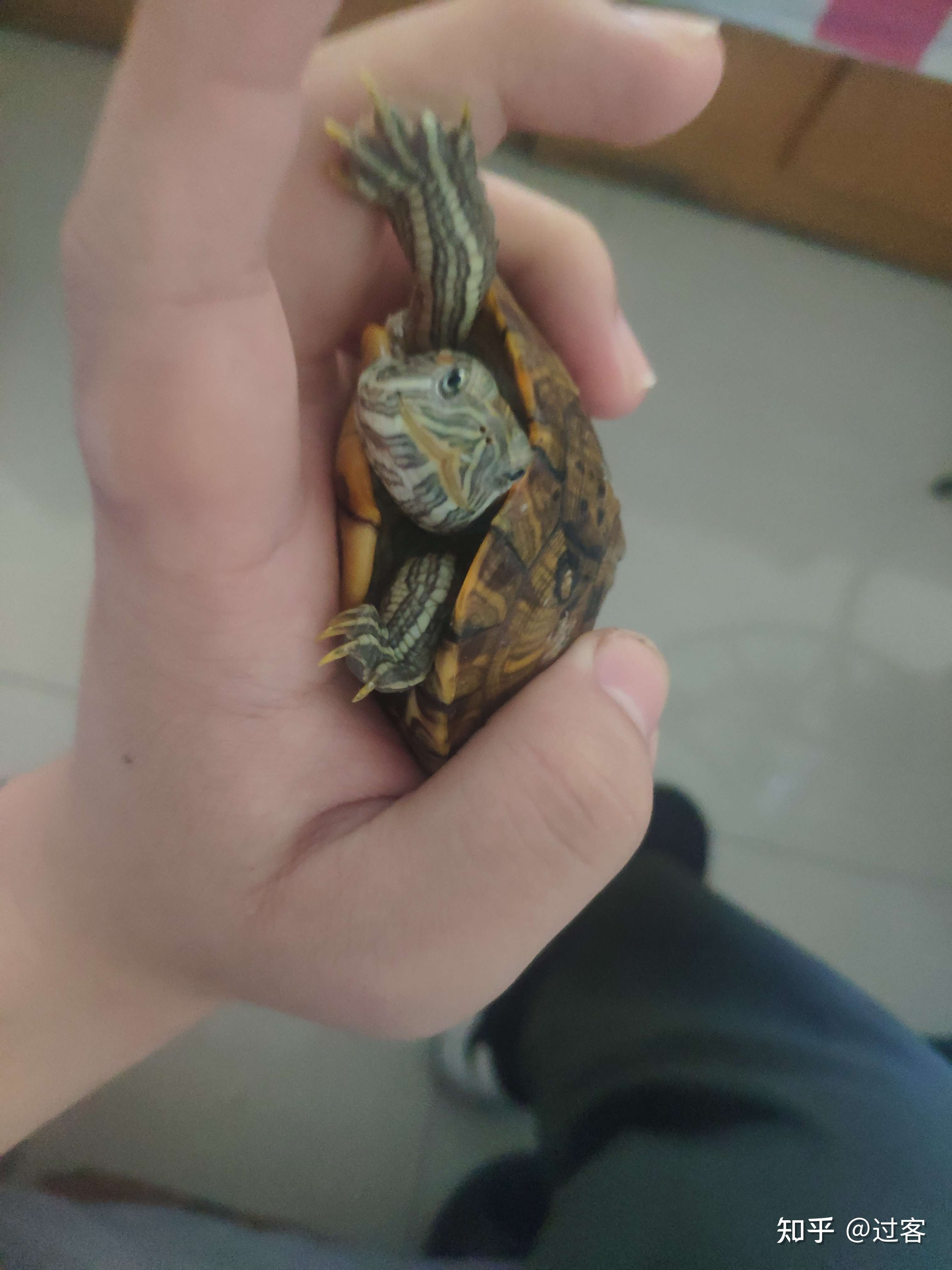 过客 的想法: 有没有人帮我看一下,这个巴西红耳龟是公… - 知乎
