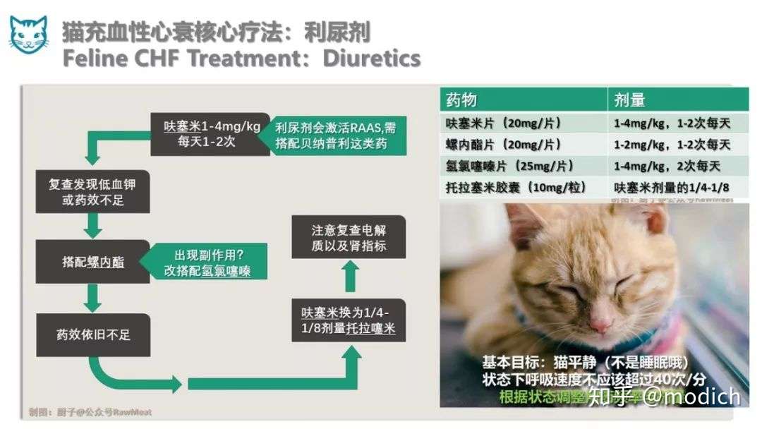 猫肥厚性心肌病 下 肺水肿 充血性心衰 Chf 概念与用药 知乎