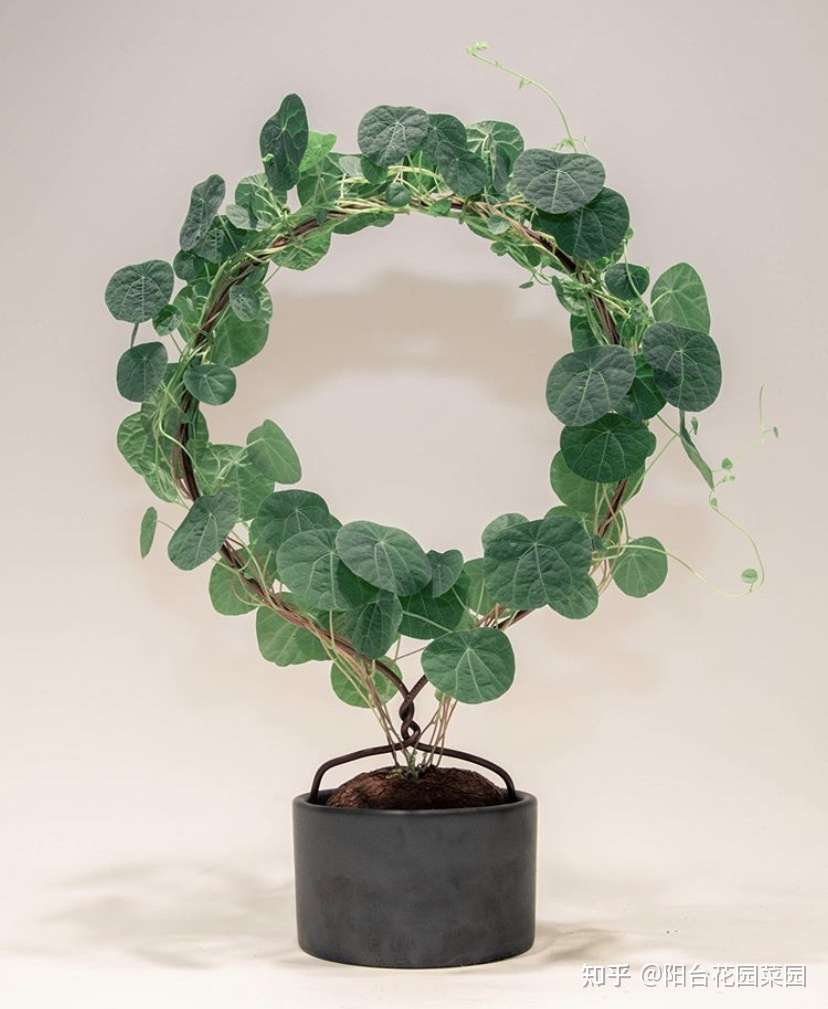 4种 富贵花 能活一百年 家里养一盆 留给下一代 越来越值钱 知乎