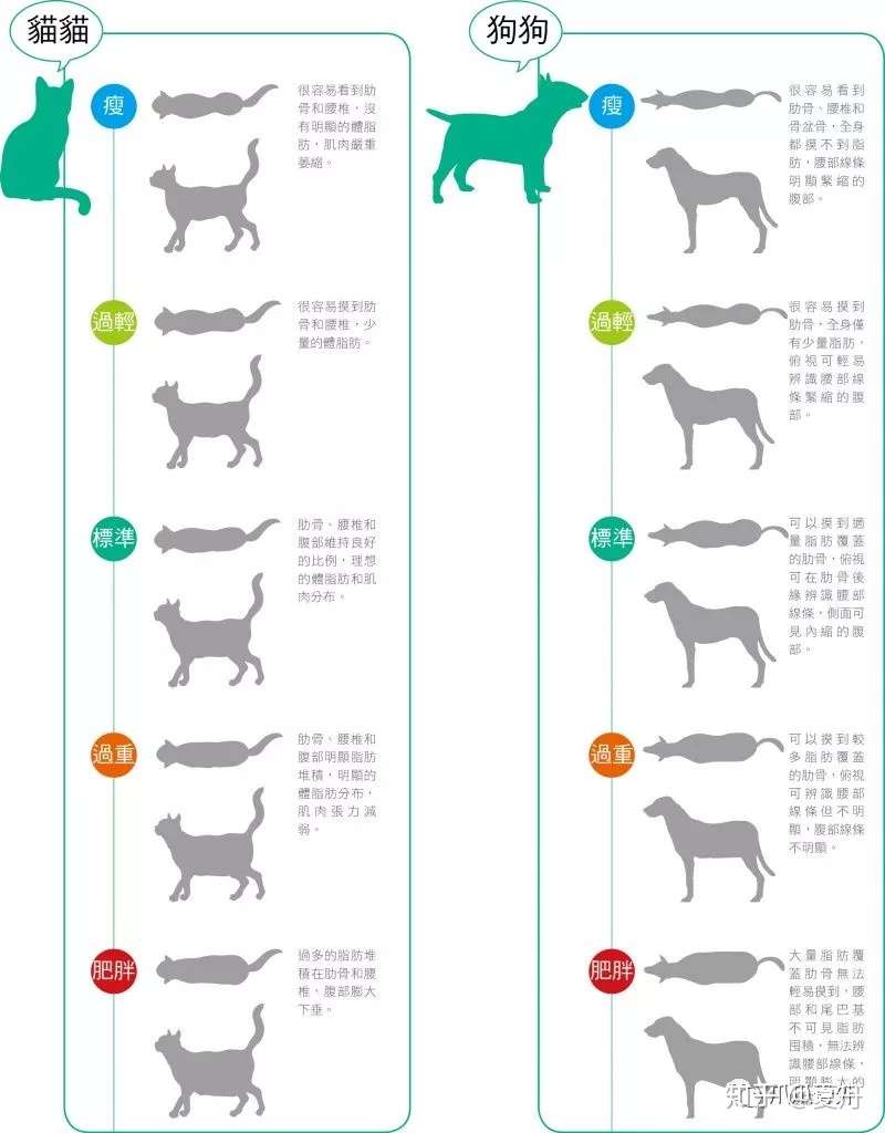 爪爪学园 怎样判断猫猫狗狗是否超重 知乎