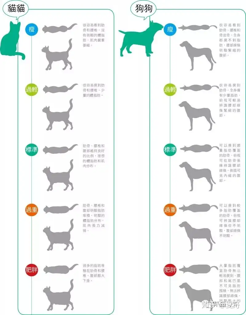 爪爪学园 怎样判断猫猫狗狗是否超重 知乎 爪爪学园 怎样判断猫猫狗狗是否超重 知乎