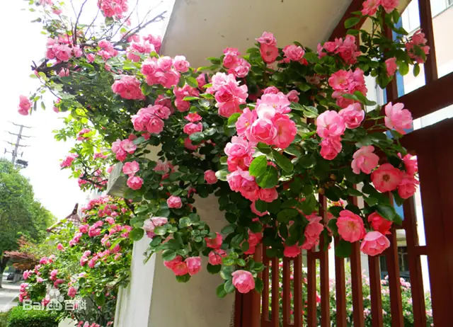 11种蔷薇花开 开的满架蔷薇一院香 知乎