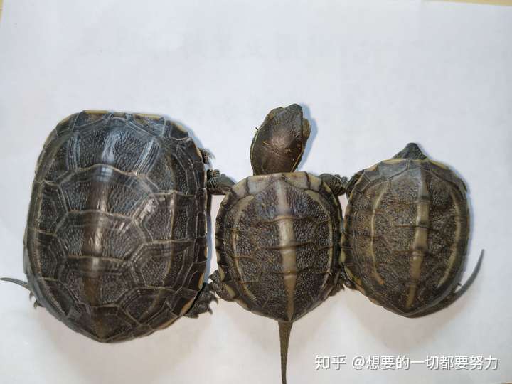 3厘米大小的小乌龟吃啥?