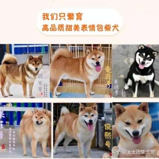 关于柴犬与豆柴犬 知乎