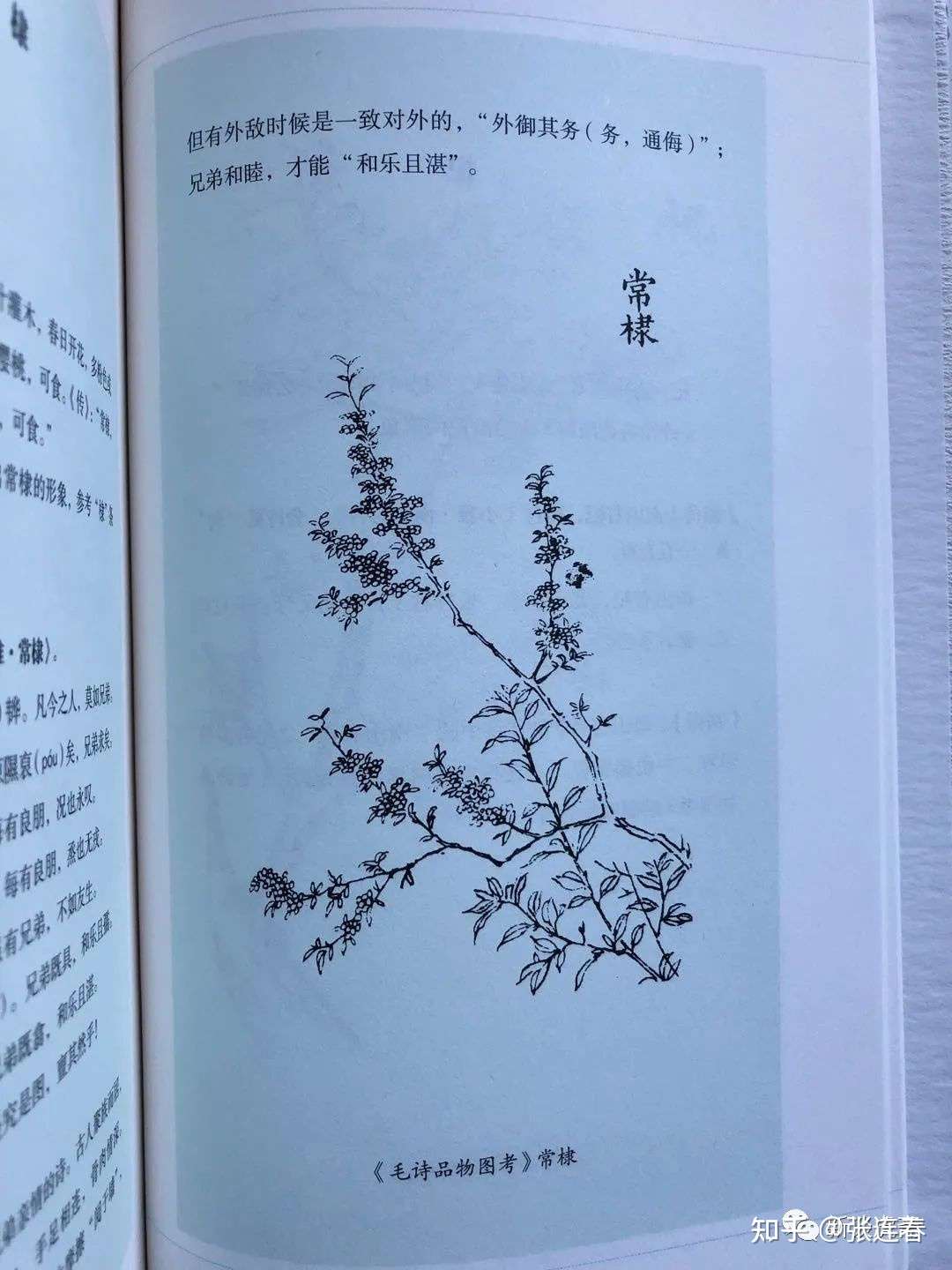 鲁迅草木谱及棠棣解惑 知乎 鲁迅草木谱及棠棣解惑 知乎