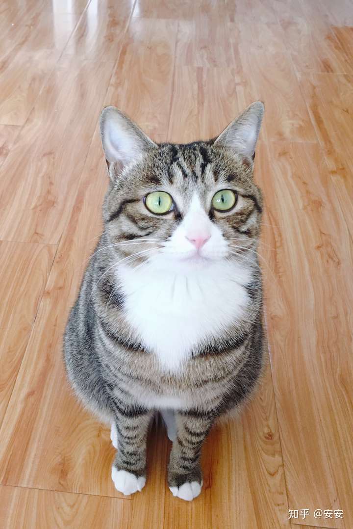 狸花猫的眼睛可以有多好看