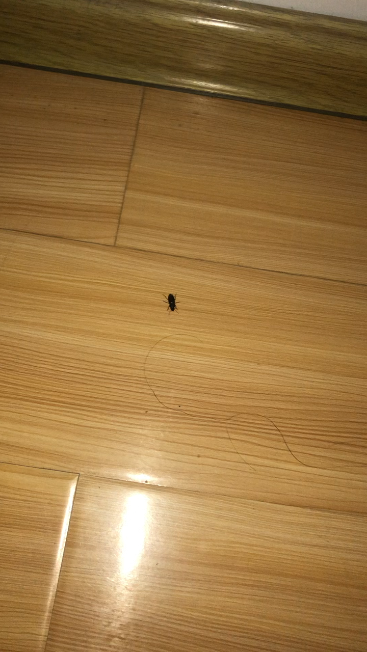 请问这个是蟑螂吗?在线等 急!