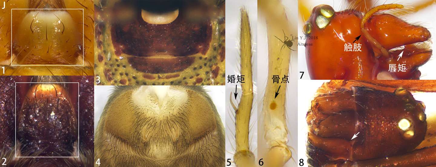 中国蜘蛛目 Araneae 检索表 知乎