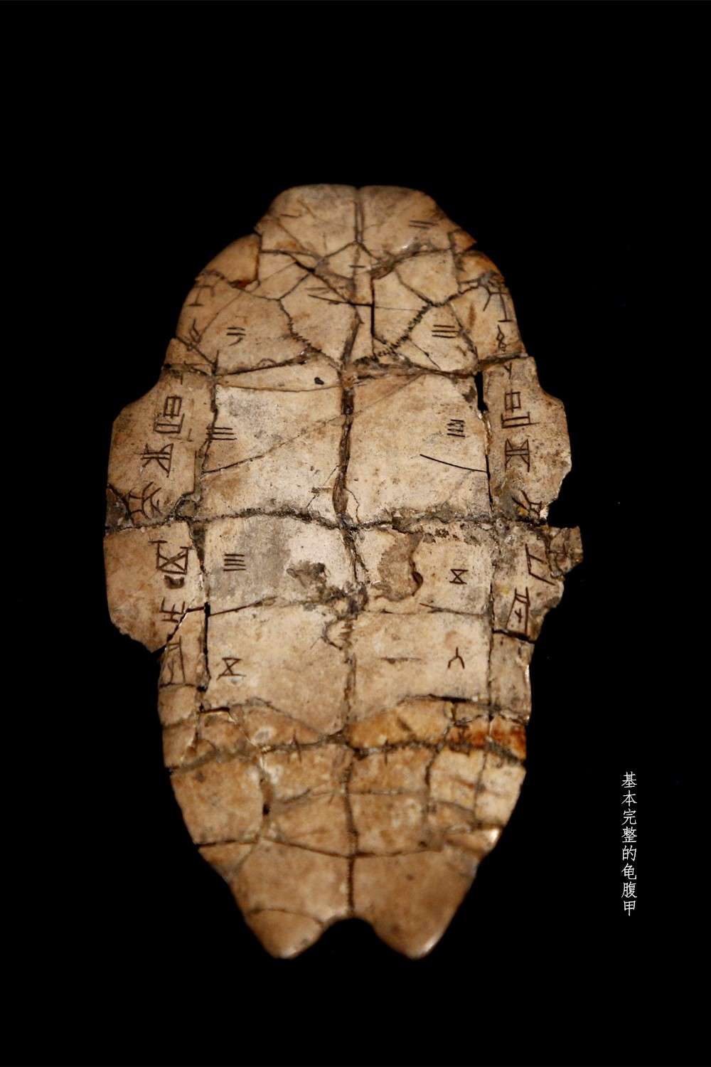 王牌讲解员 的想法: 国博《证古泽今 甲骨文文化展》,亮点是… - 知乎