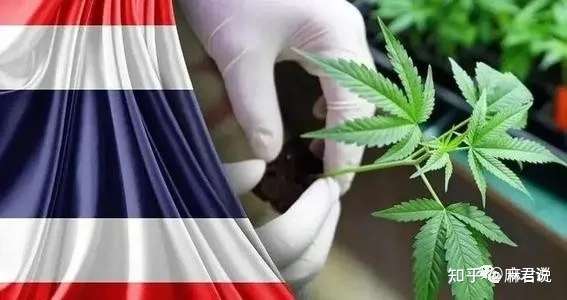 麻君说 昆药集团成功引进高cbd含量工业大麻种子 知乎 麻君说 昆药集团成功引进高cbd含量工业大麻种子 知乎