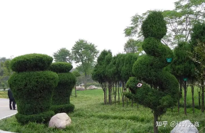 10种观赏性比较高的造型苗木推荐！