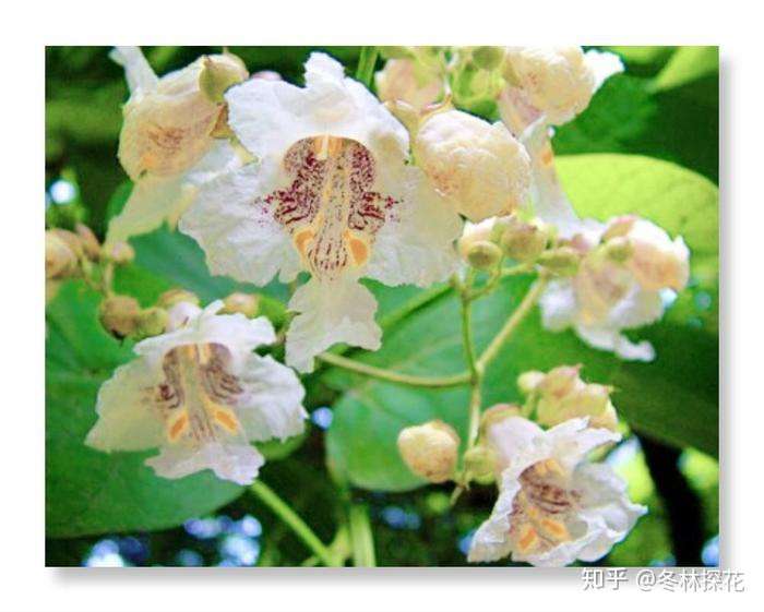 6月1日的生辰花 梓树花 知乎