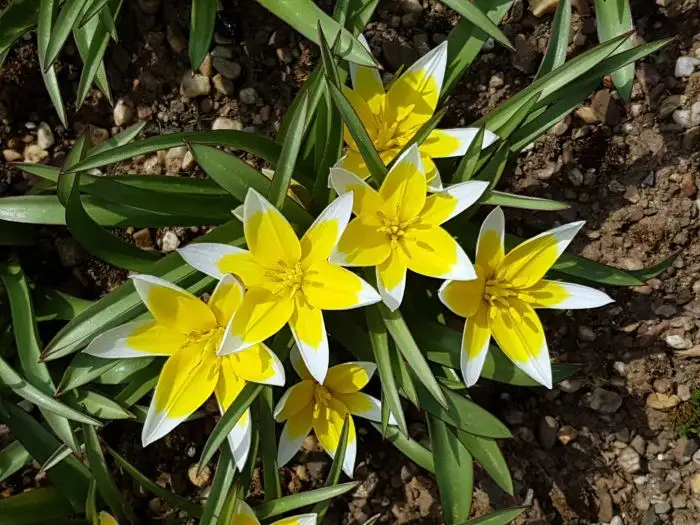 12月中旬诞生花 知乎