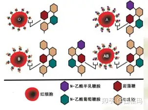 結合生成糖蛋白 (glycoprotein),與膜脂質結合生成糖脂 (glycolipid)