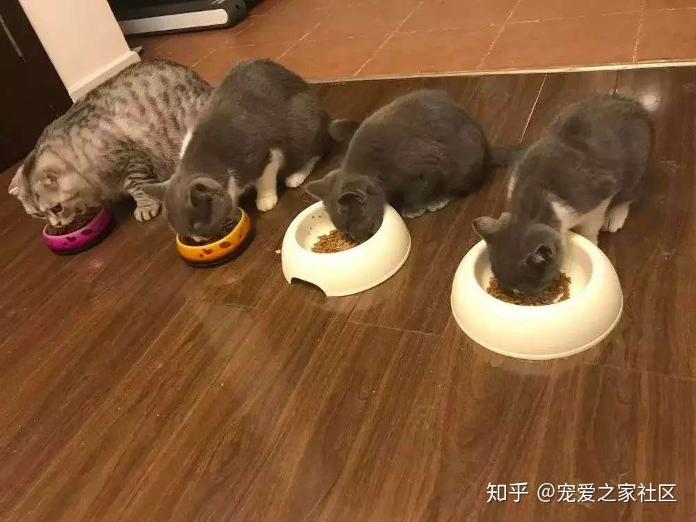 女朋友和猫之间选谁 我肯定选猫 知乎