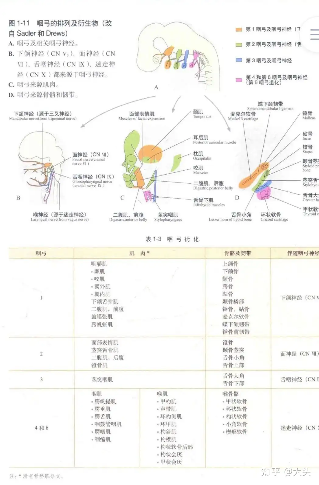 口腔解剖的看过来，高清口腔解剖2 - 知乎