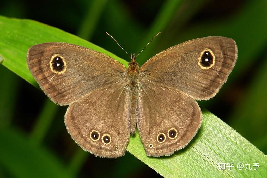 矍眼蝶 当你凝视这只蝶时 它会用6只眼睛回望你 知乎