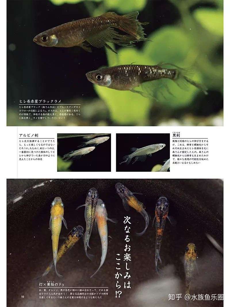 一种好看又冷门的观赏鱼 观背青鳉 让你清晰脱俗 告别随大流 知乎 一种好看又冷门的观赏鱼 观背青鳉 让你清晰脱俗 告别随大流 知乎
