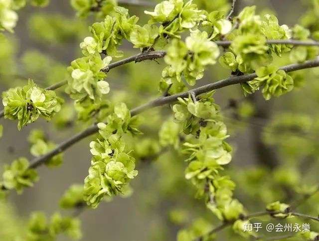 荠花榆荚深村里