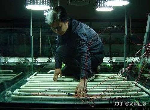 南方不供暖 那就自己动手给草缸接个暖气吧 知乎