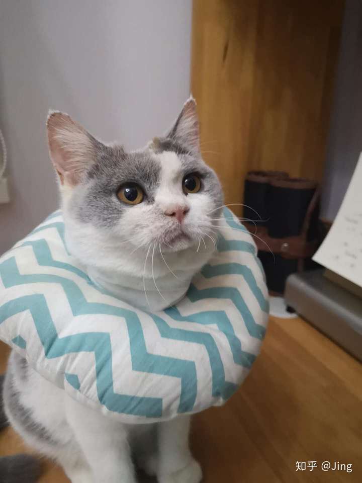 怎样才能彻底治愈猫癣 知乎