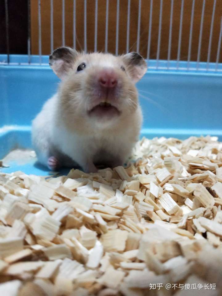 仓鼠一直打喷嚏,木屑垫料筛了三次了,把它放出来也会打喷嚏,食欲挺