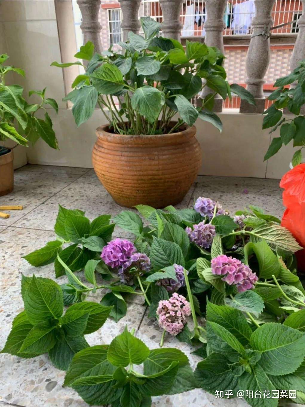 5种 洋气 花 趁着 天冷 快扦插 生根快 开花早 真省钱 知乎