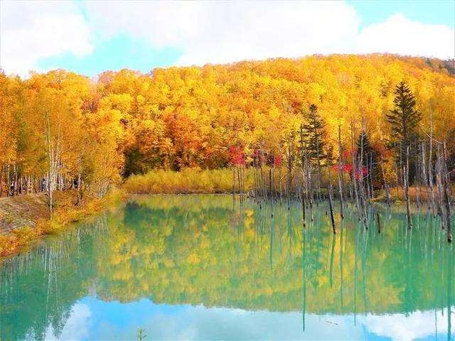 十一秋狩北海道大雪山 我发现了个日本人私藏的北国红叶胜地 知乎