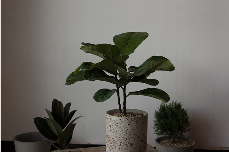 室内植物观叶植物推荐 知乎 室内植物观叶植物推荐 知乎