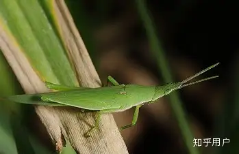 有一种全身纯绿色的蝗虫,头很尖有两个并在一起的触角,北京这边挺常见