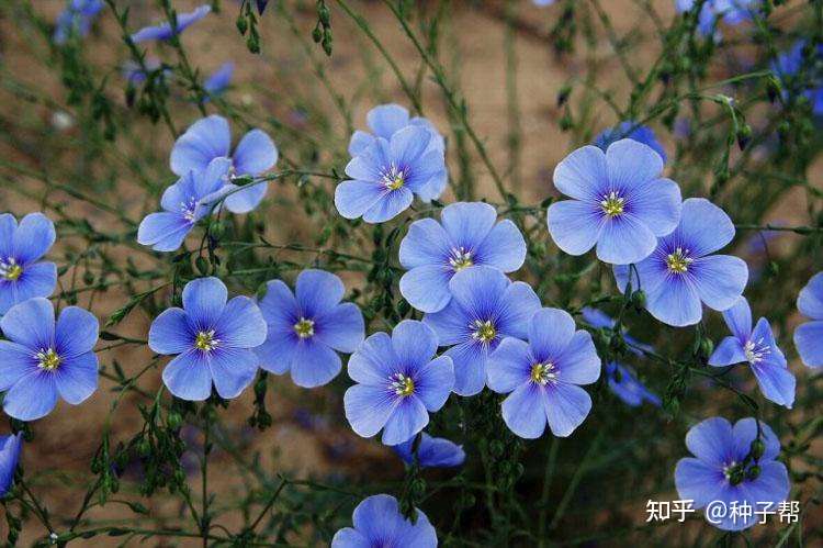 蓝花亚麻 多年生花卉 蓝色小花娇小玲珑 种植简单 观赏价值高 知乎