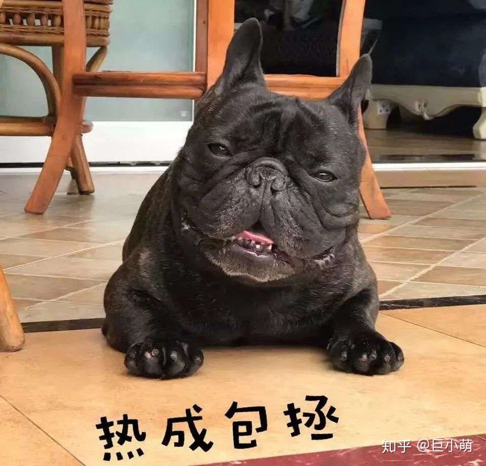 法斗有多可爱 就有多难养 知乎