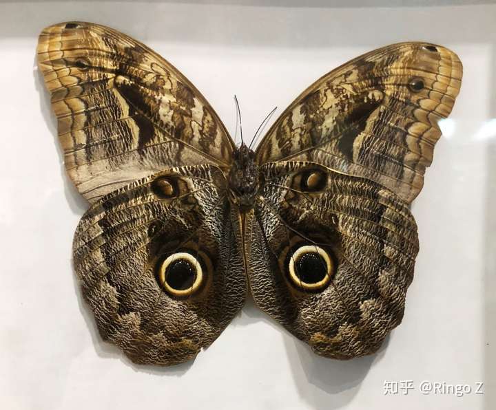别笑 世界上真的有"凌空睥 它就是猫头鹰蝶 caligo eurilochus