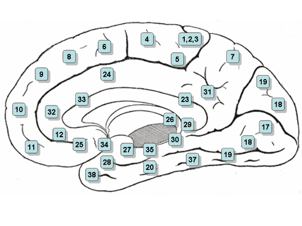 大脑半球外侧面的布罗德曼分区（右脑）