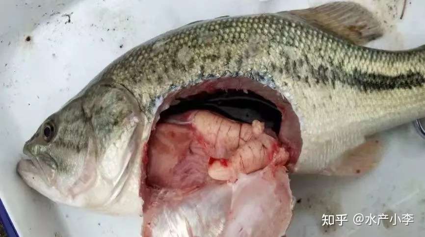 鱼开春产卵死亡量大 月子病 怎么预防 才能减少死亡风险 知乎