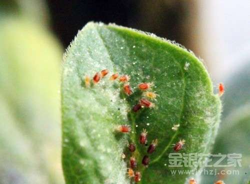 买的李良济干金银花里发现了只干虫,这是什么虫啊?