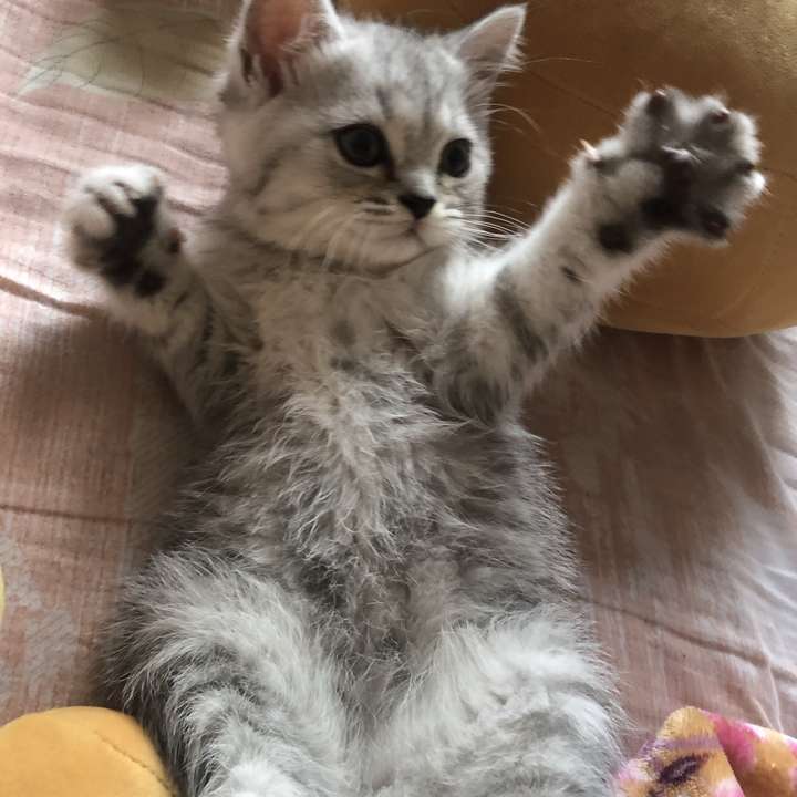 现实中见到的最好看的猫长什么样子?