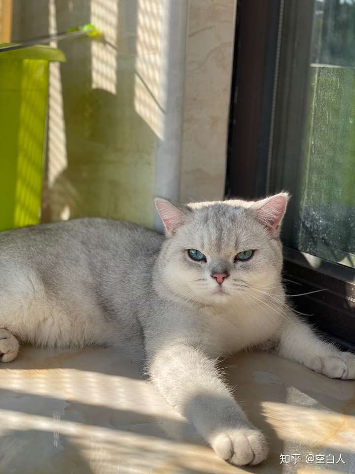 银渐层,6个多月了,长得算好看吗?