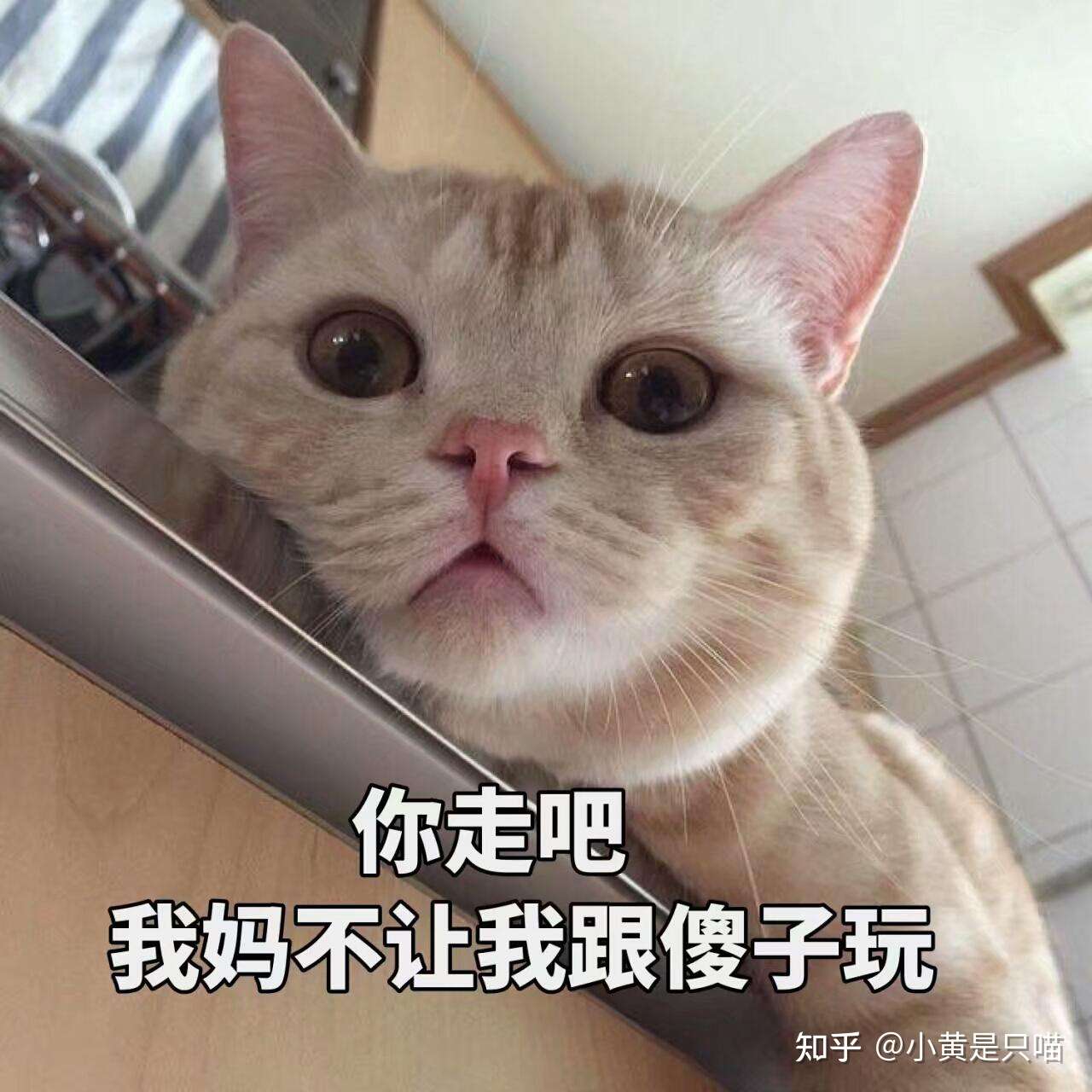 猫咪的14个小秘密 不养猫的人根本不知道 知乎 猫咪的14个小秘密 不养猫的人根本不知道 知乎