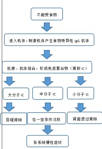 食物不耐受作用機理:食物過敏是食物中的某些蛋白質引起機體產生的一