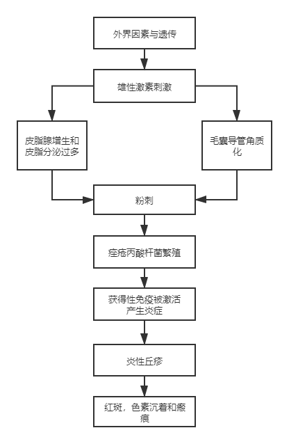 痤疮的形成过程