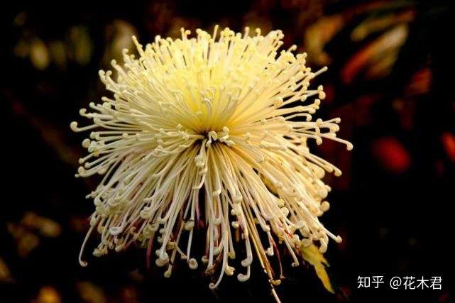 盆栽菊花的秋冬季管理养护以及花期控制经验浅谈 知乎