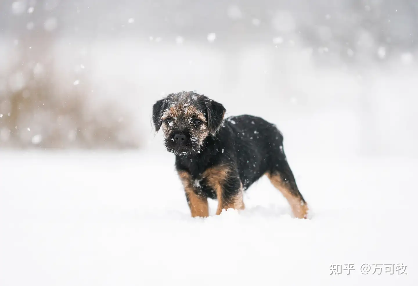 十大便宜好养的小型犬- 知乎