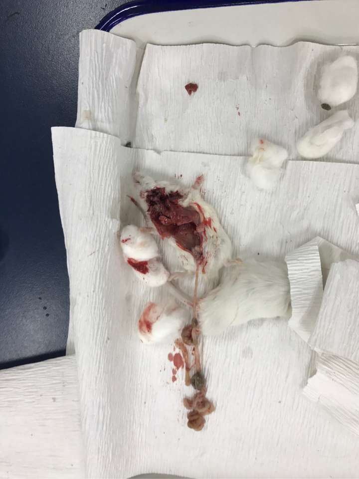 这是我这一年觉得做的最艰难的实验,光是要将放射性药物注射入小鼠尾